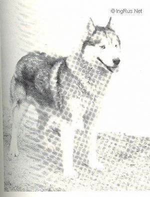 Photo of Monadnock’s Prince Igor