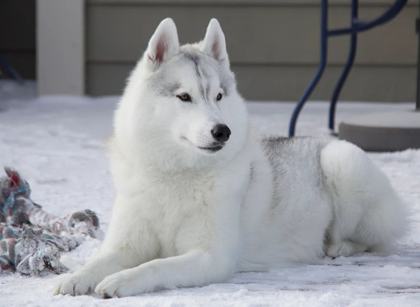 Photo of Nanook's Crazy Wind