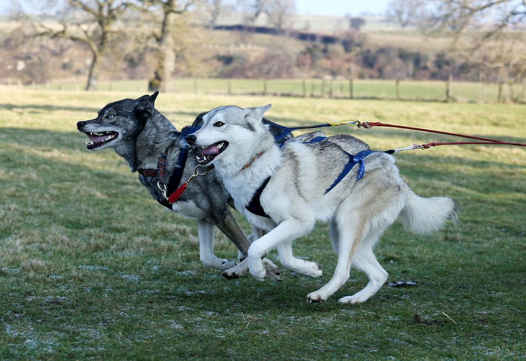 Photo of Penkhala's Kaska