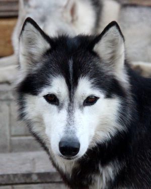 Photo of Vizar