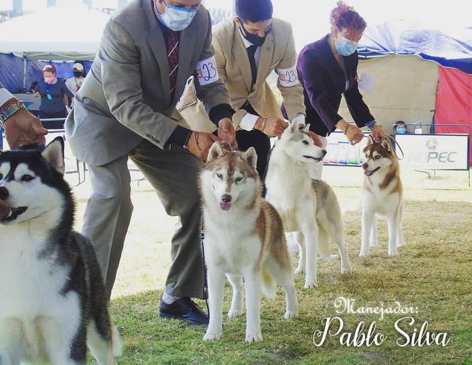 Photo of El Husky De Oro