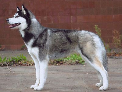 Photo of Husky Haven Jasmine