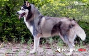 Photo of Samara do Rancho da Pedra
