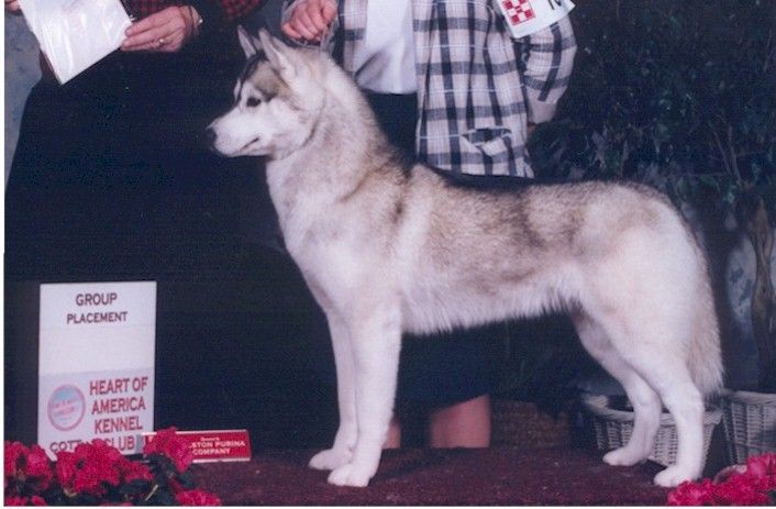 Photo of Coldspot’s Wynd Song O’Nykiska