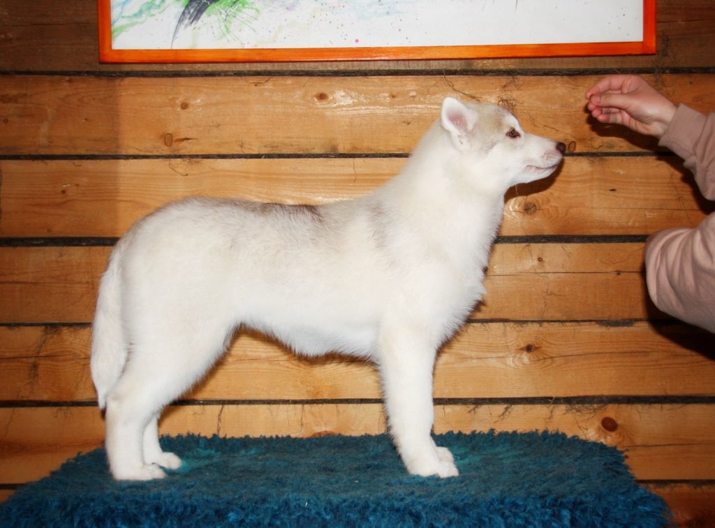Photo of Marahuta Zip It Goldie