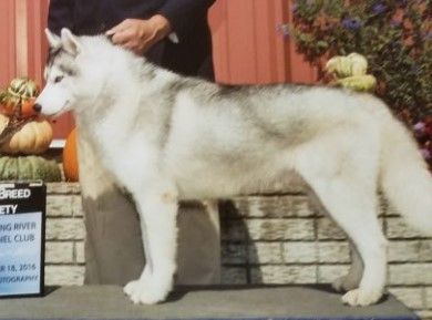Photo of Topaz Second Chance Wile E. Coyote at Starrgazzer