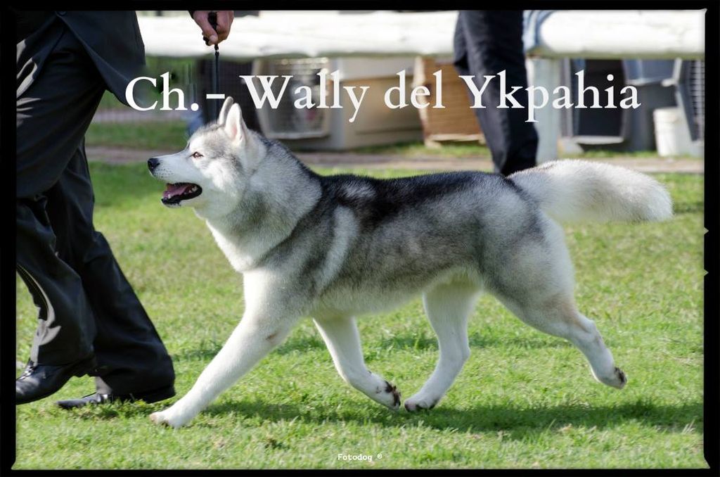 Photo of Wally del Ykpahia