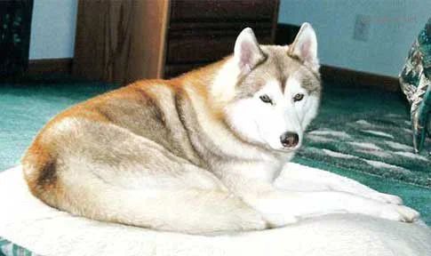 Photo of Lodgepole’s Fire Walker