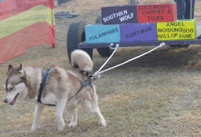 Photo of Icespirit Enchantres De Favole