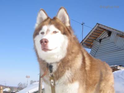 Photo of Lobo Han