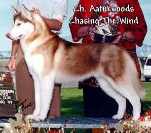 Photo of Aatukwoods Chasing The Wind