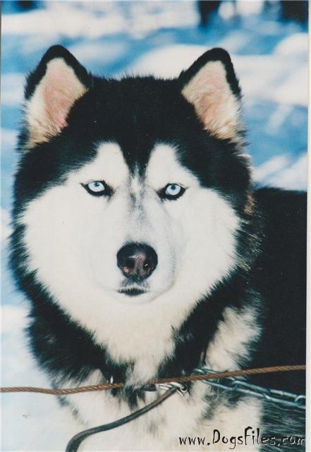 Photo of Triumf-Aligel Patricia