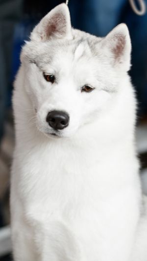 Photo of Astra Brama Greenland