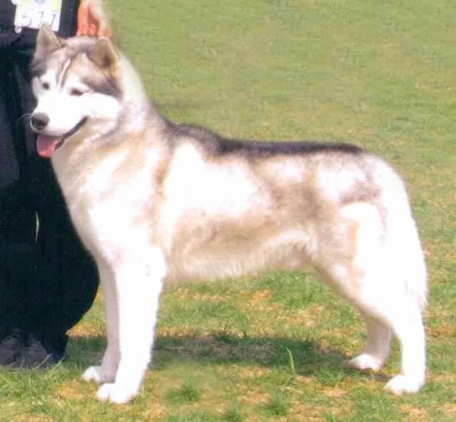 Photo of Kamchatka Icon King