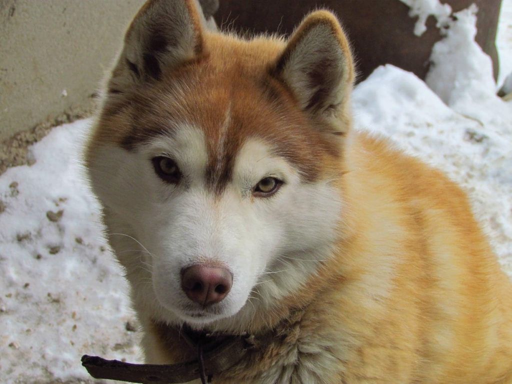 Photo of Fellici Arctic Spirit Shaggy Land