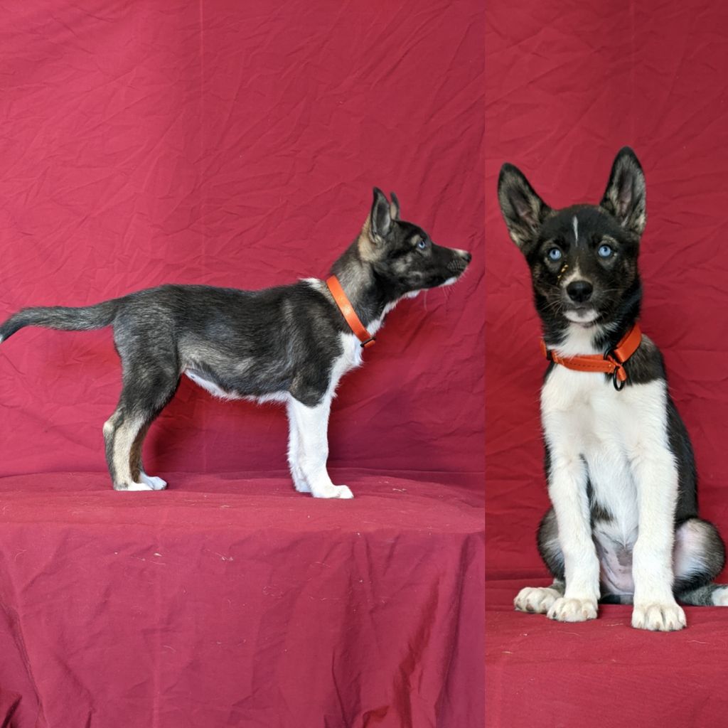 Photo of New Hope's Hazel of Deer Creek
