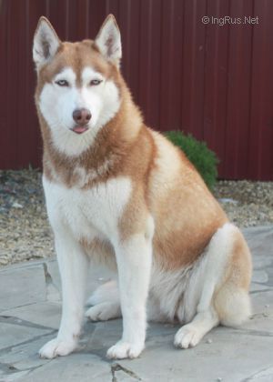Photo of Barselona