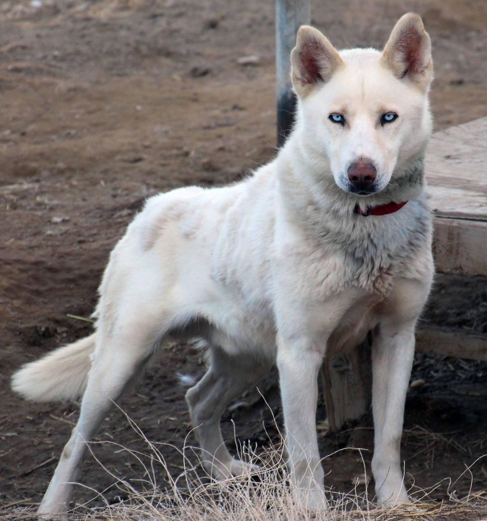 Photo of Deer Creek’s Bonzo
