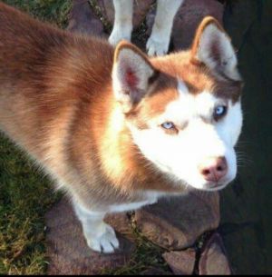 Photo of Zhazel'
