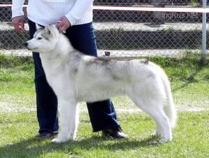 Photo of Alaska for Blue Bricassart Polnocne Lisy