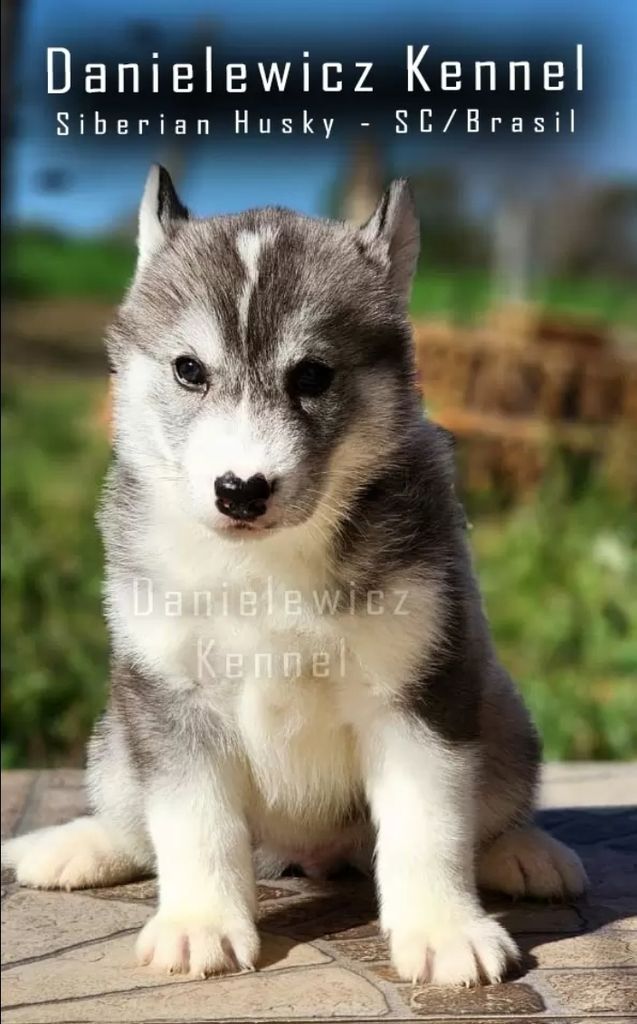 Photo of Norte Arya Wolf's Toledo Danielewicz
