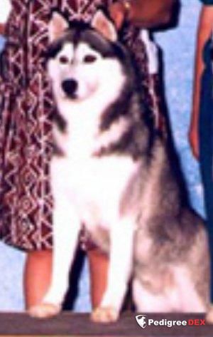 Photo of Juroblyn’s Gunsmoke