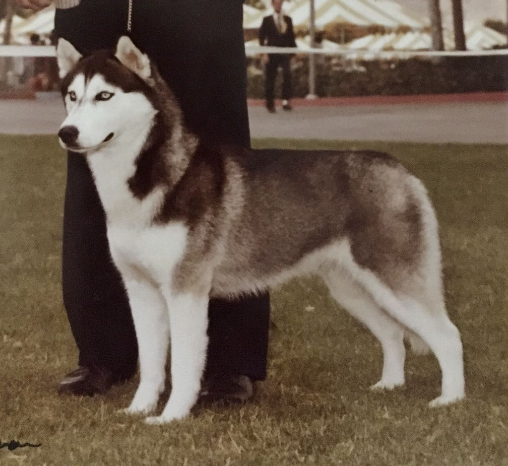 Photo of Talocon’s Aska