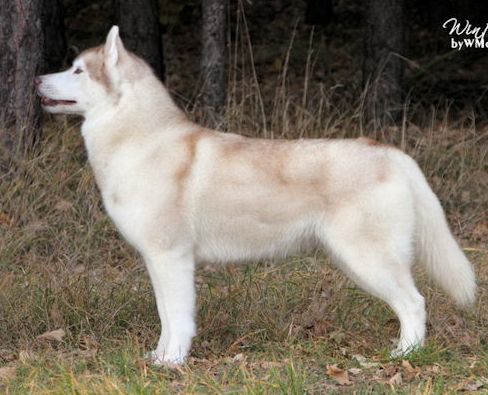 Photo of Winterfrost's Betty Boop