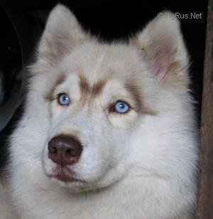 Photo of Keisi