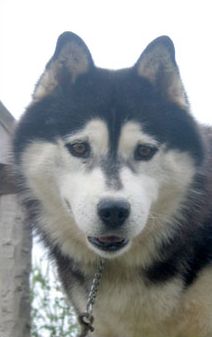 Photo of Kortar’s Kittihawk