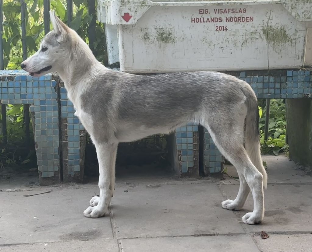 Photo of Æsulv's TA Revna