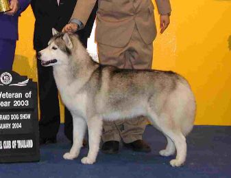 Photo of Shapali’s Gray Son Of Deiter