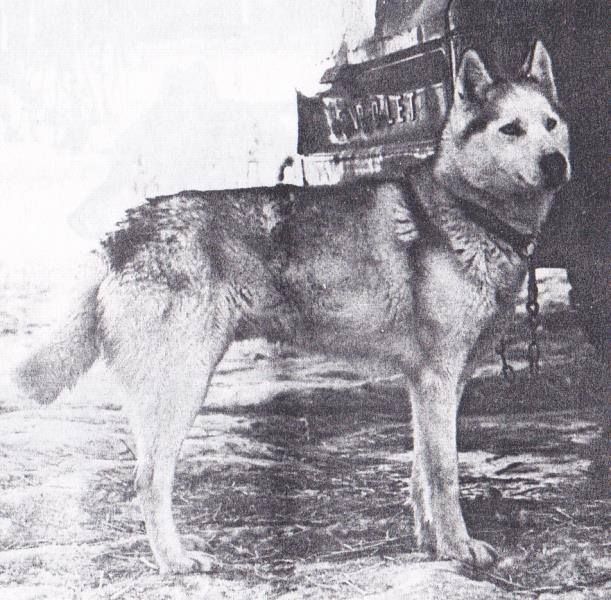 Photo of Shjegge Manns Foxy Of Anadyr