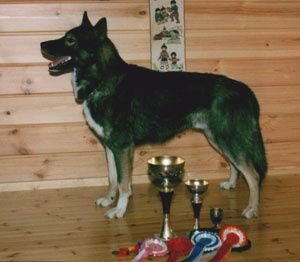 Photo of Arctic Soul Daiga