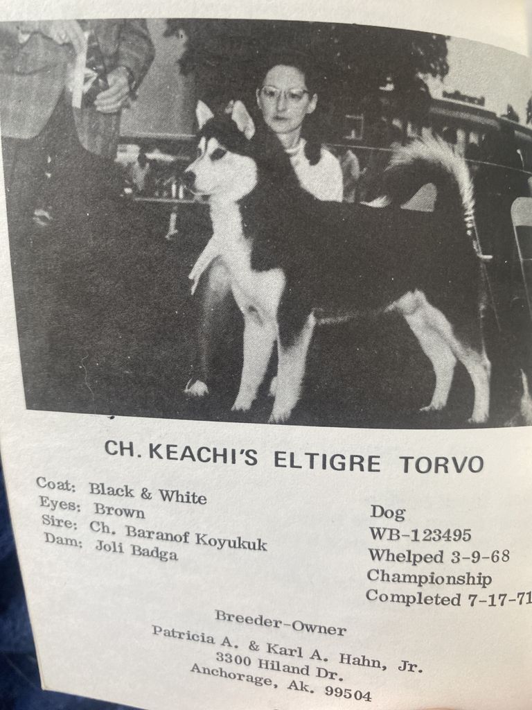 Photo of Keachi’s Eltigre Torvo