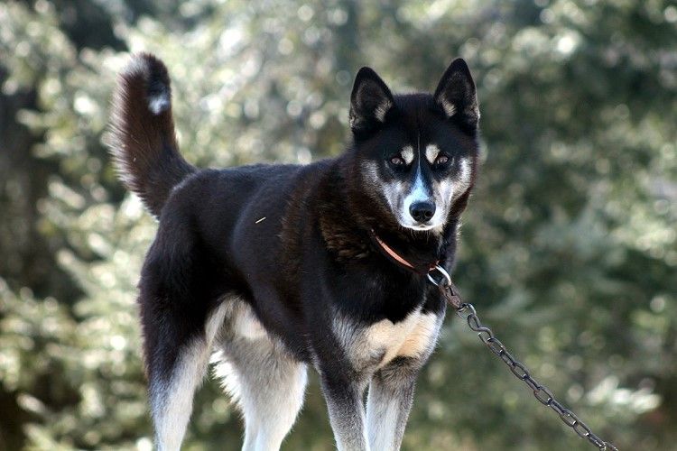 Photo of Jedeye Bolt of Manitou