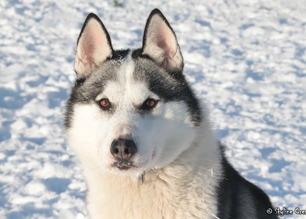 Photo of Skyline Creak's BLACK PANTHER