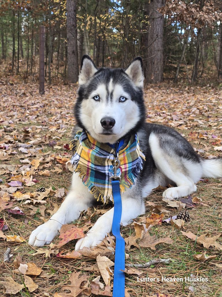 Photo of Hunter the Wild Silver Bandit