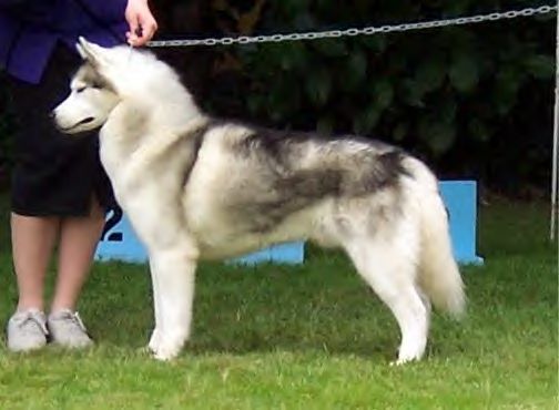 Photo of Karamad’s Sumiro Bearheart