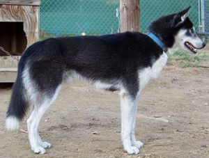 Photo of Sibersong’s Viktor