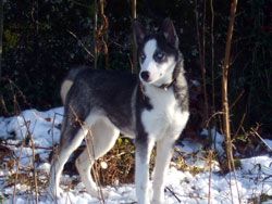 Photo of Nymanens Maia