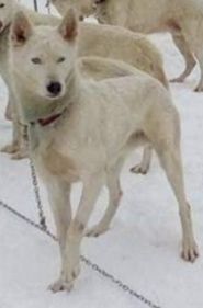 Photo of Il colle siberiano kennel’s Piper