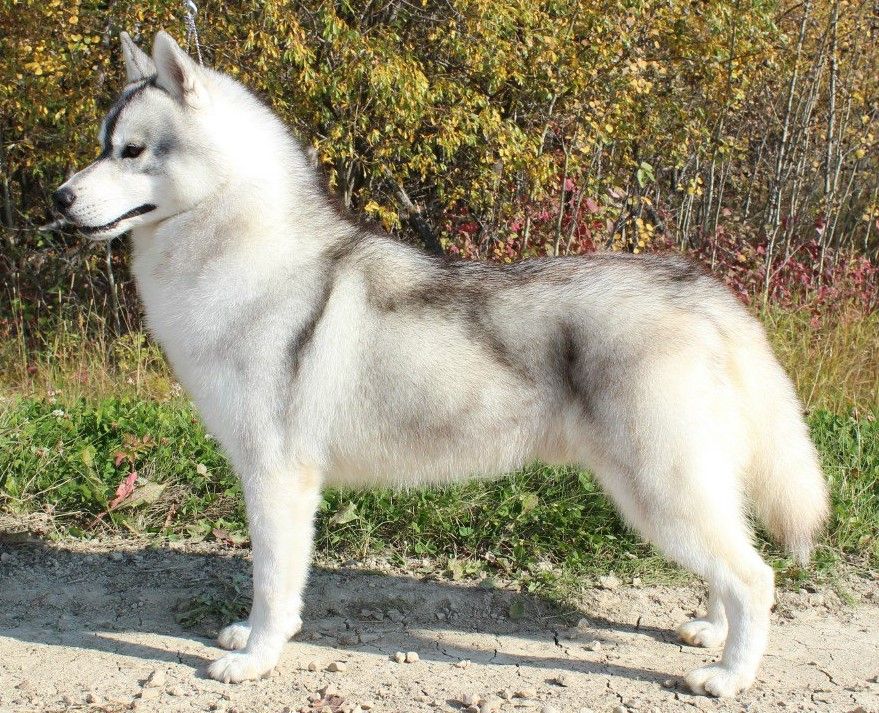 Photo of Nanook’s Northern Scout