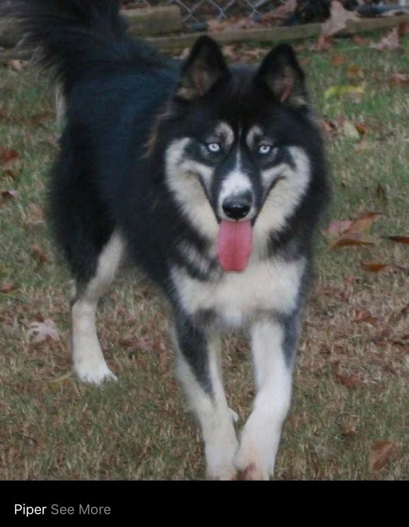 Photo of the Husky Ranch’s Piper