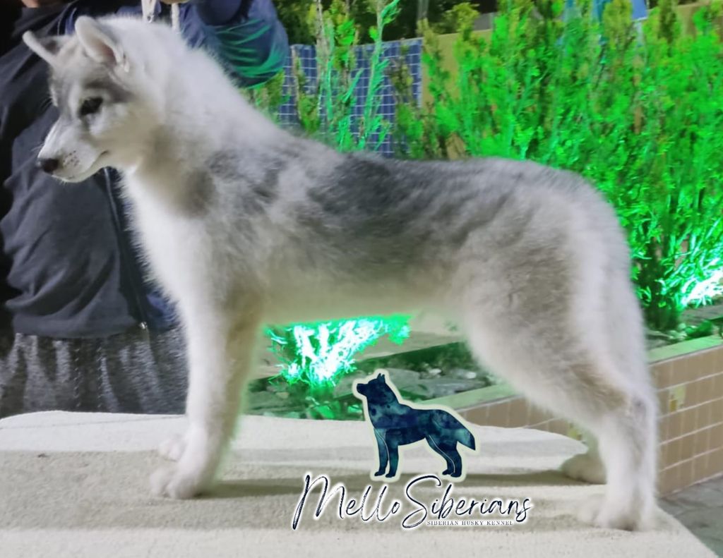 Photo of Maragogi's Siberians Devon My Life