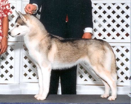 Photo of Highlander’s Nadezda Zvezda Dux