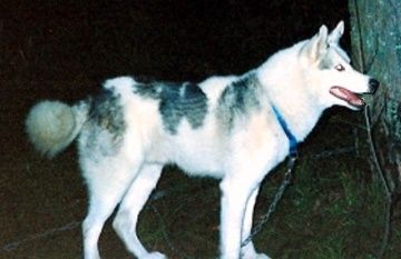 Photo of Poko (FIN)