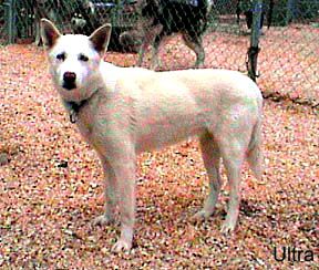 Photo of Snicker’s Ultra