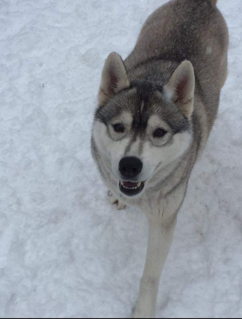Photo of Kimlan’s sierra frost
