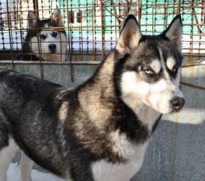 Photo of Snow Galaxy Zest Star Life